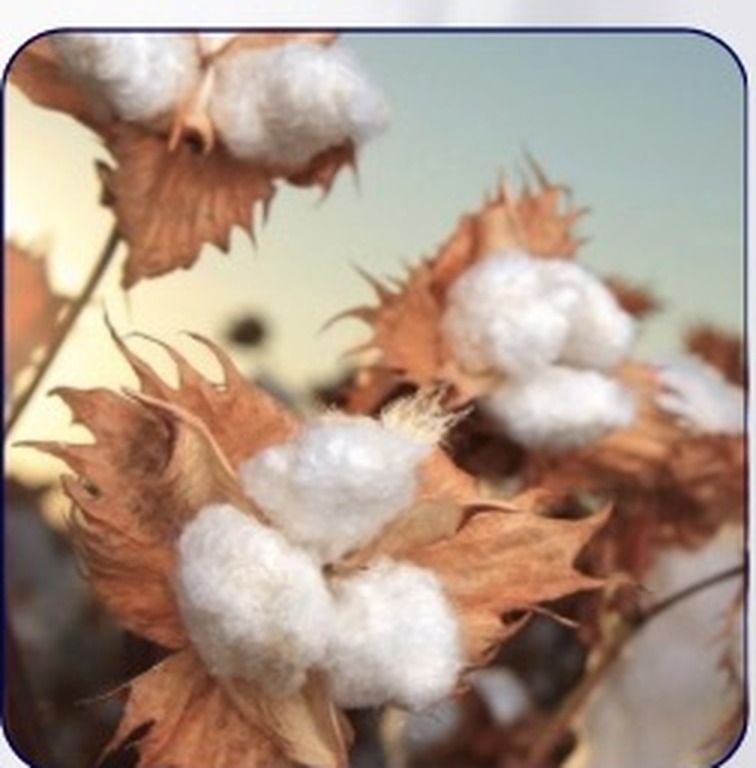 Supima cotton