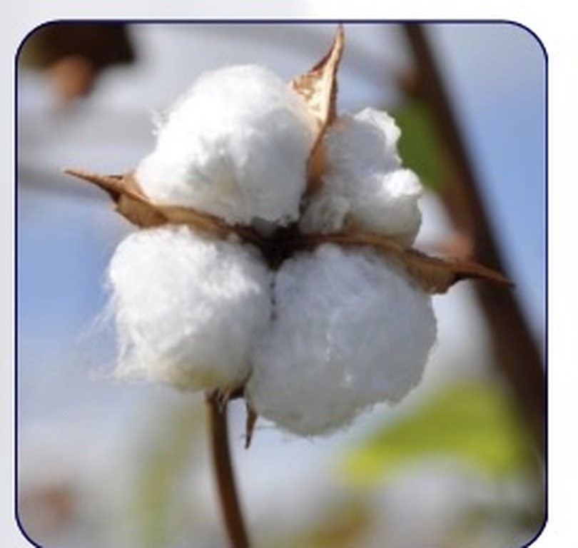 West Indian Sea Island cotton